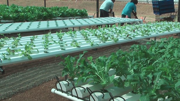 Hydro Masta Hydroponic installation in PNG